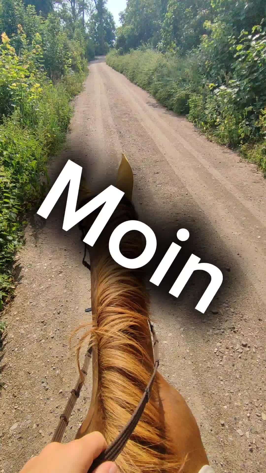 @Horses 🫶🌺