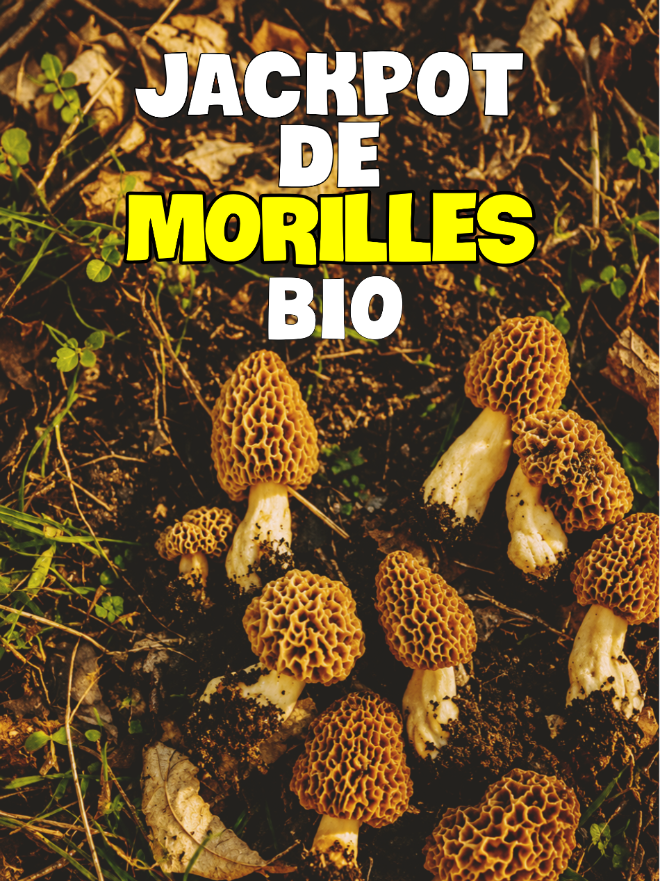 @Dan 🍄🟫 Le Champologue