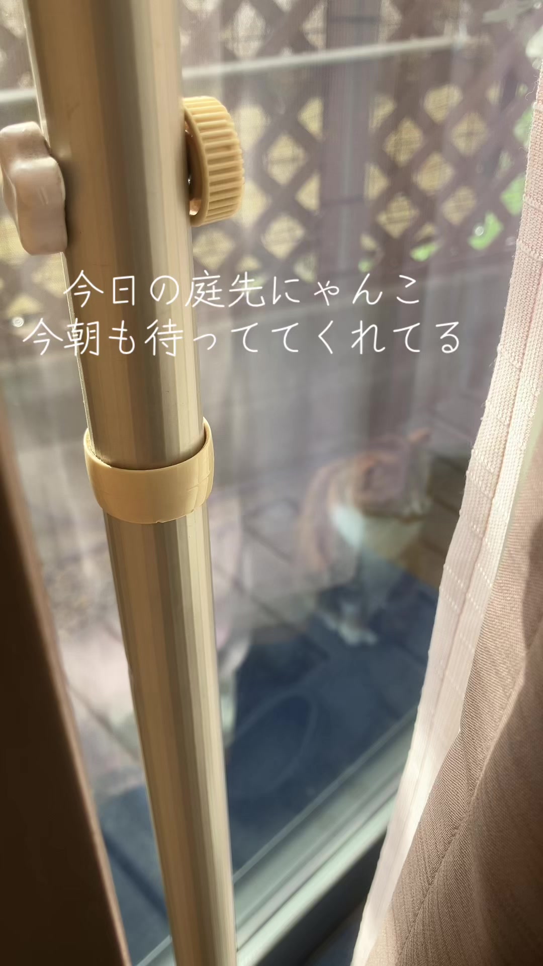 @にゃん⭐︎にゃんZ