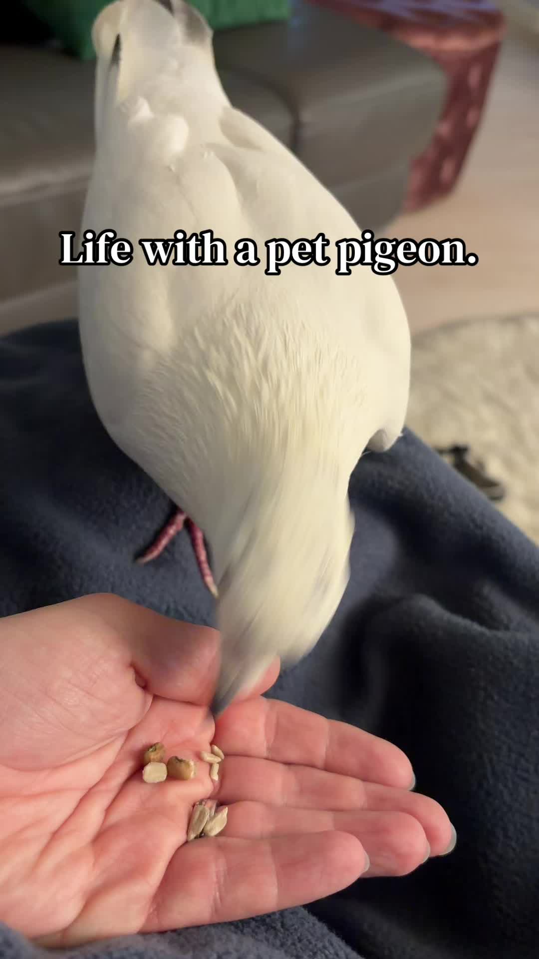 @Lindsay ⬅️ MO Pigeon Mama 🐦🔵