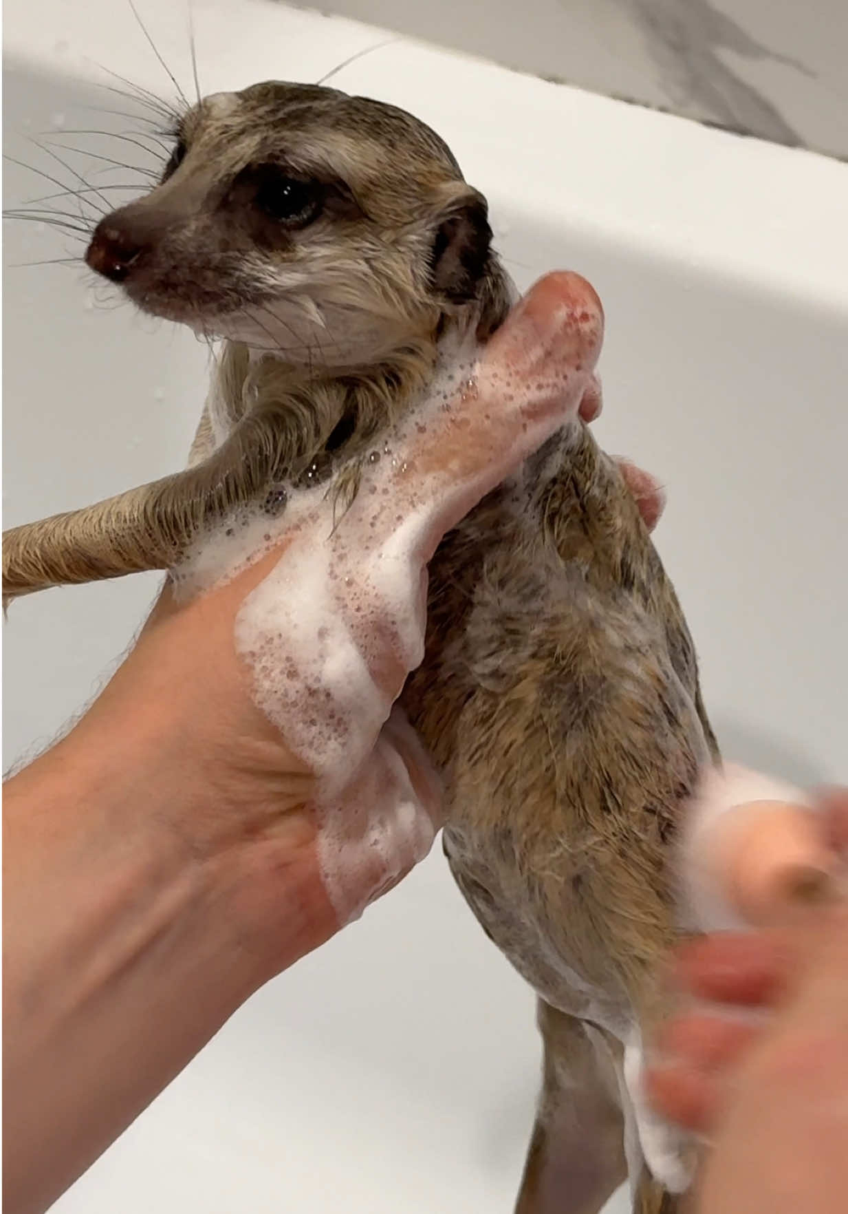 @TIMON THE MEERKAT