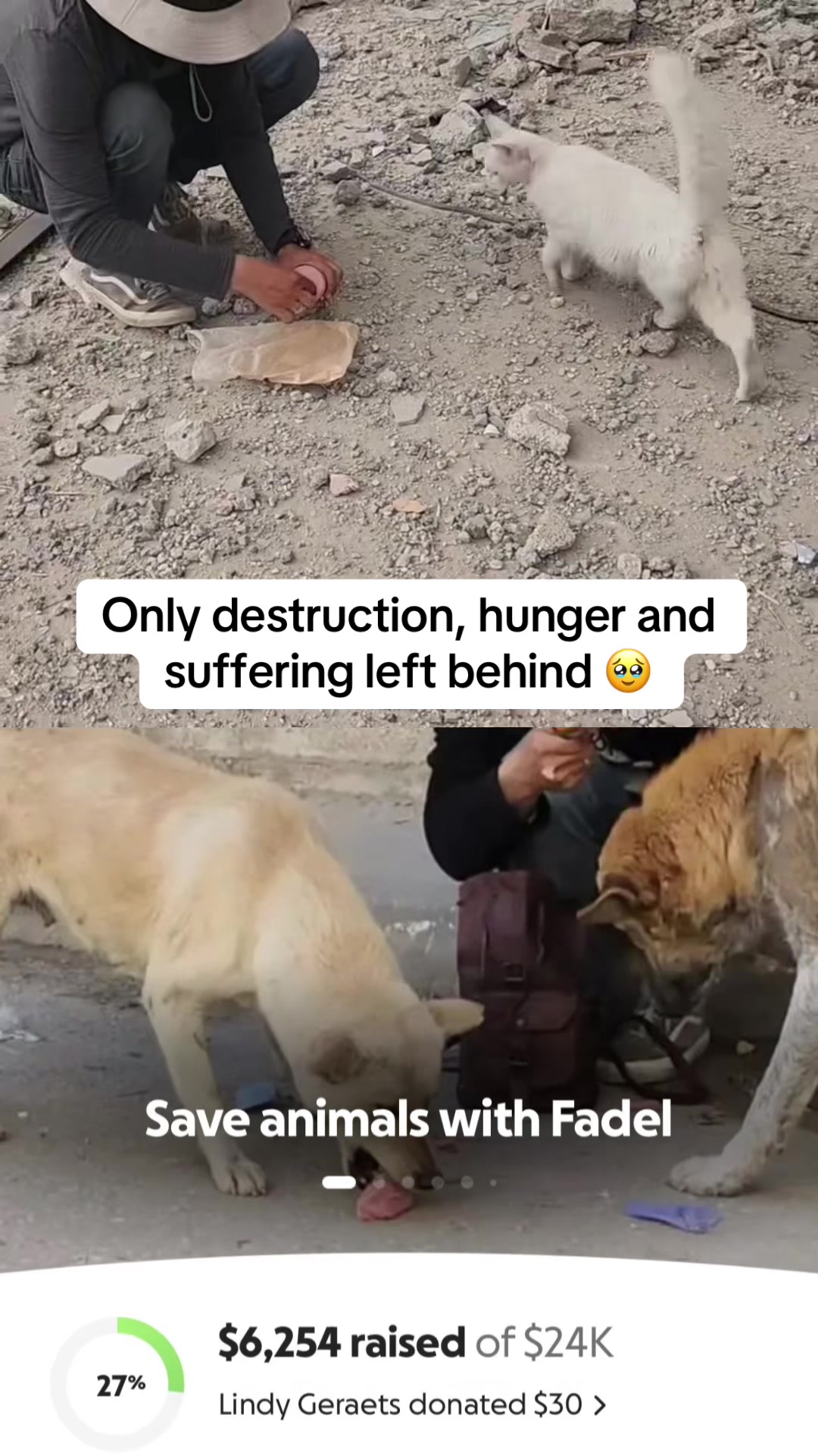 @Gaza Animal Rescue