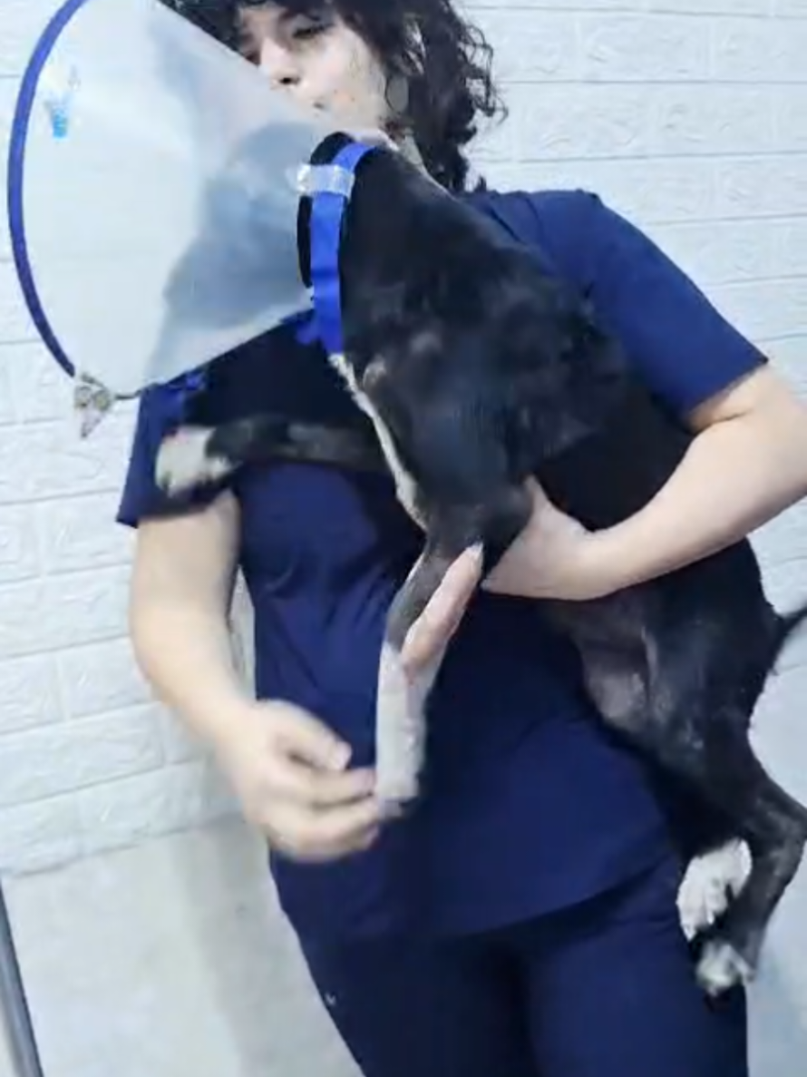 @Will AnimaLover