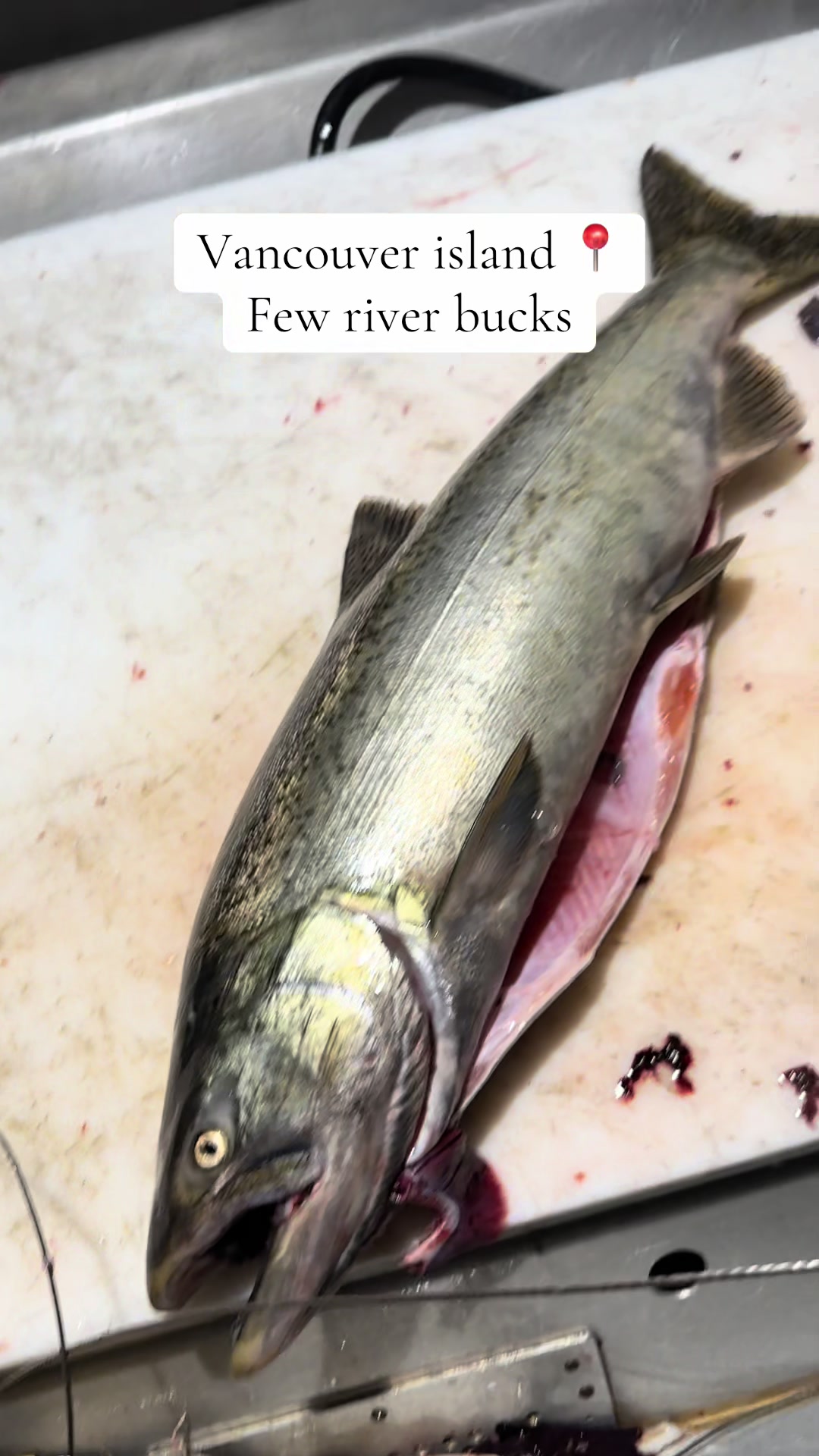 @FishingThe(250)