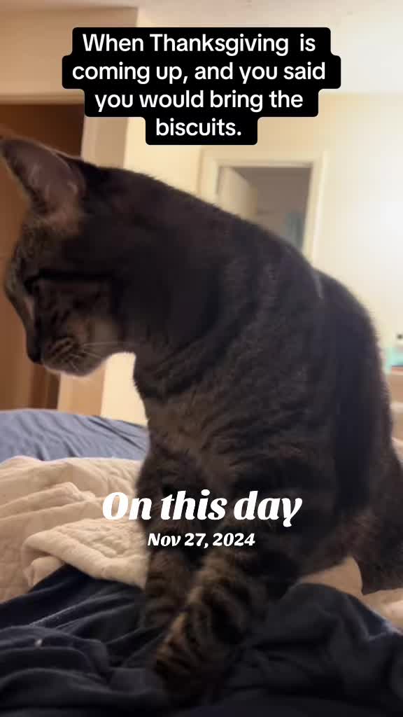 @Five.Meows