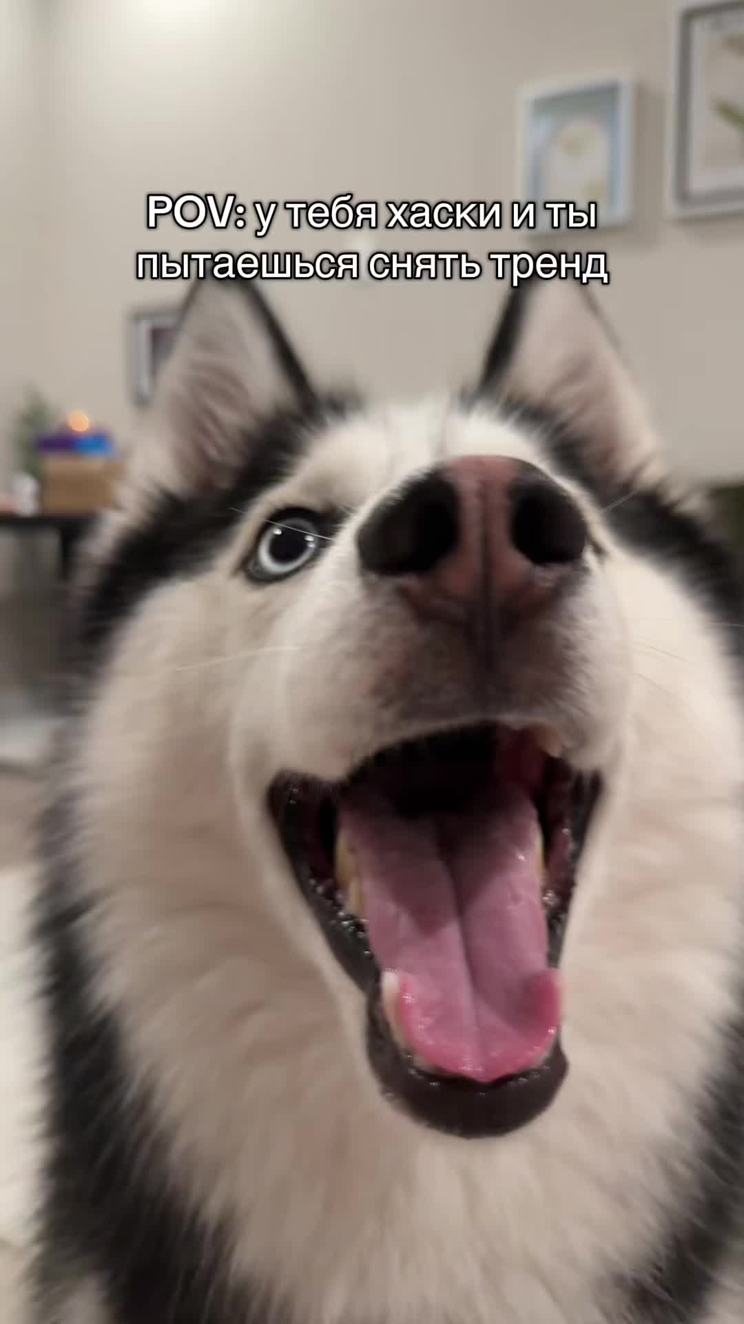 @Husky_mom