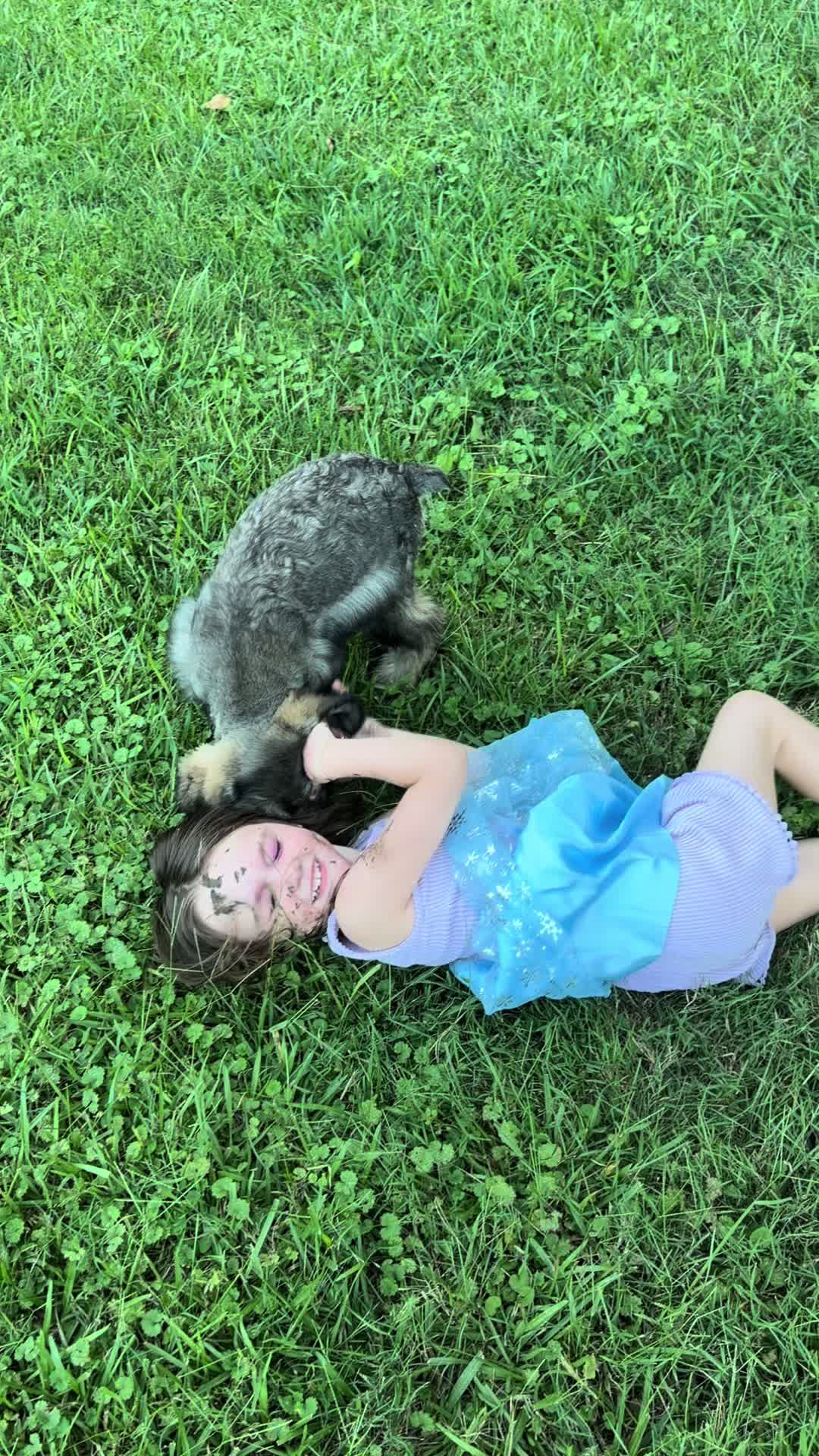 @Black Creek Kennels Schnauzers
