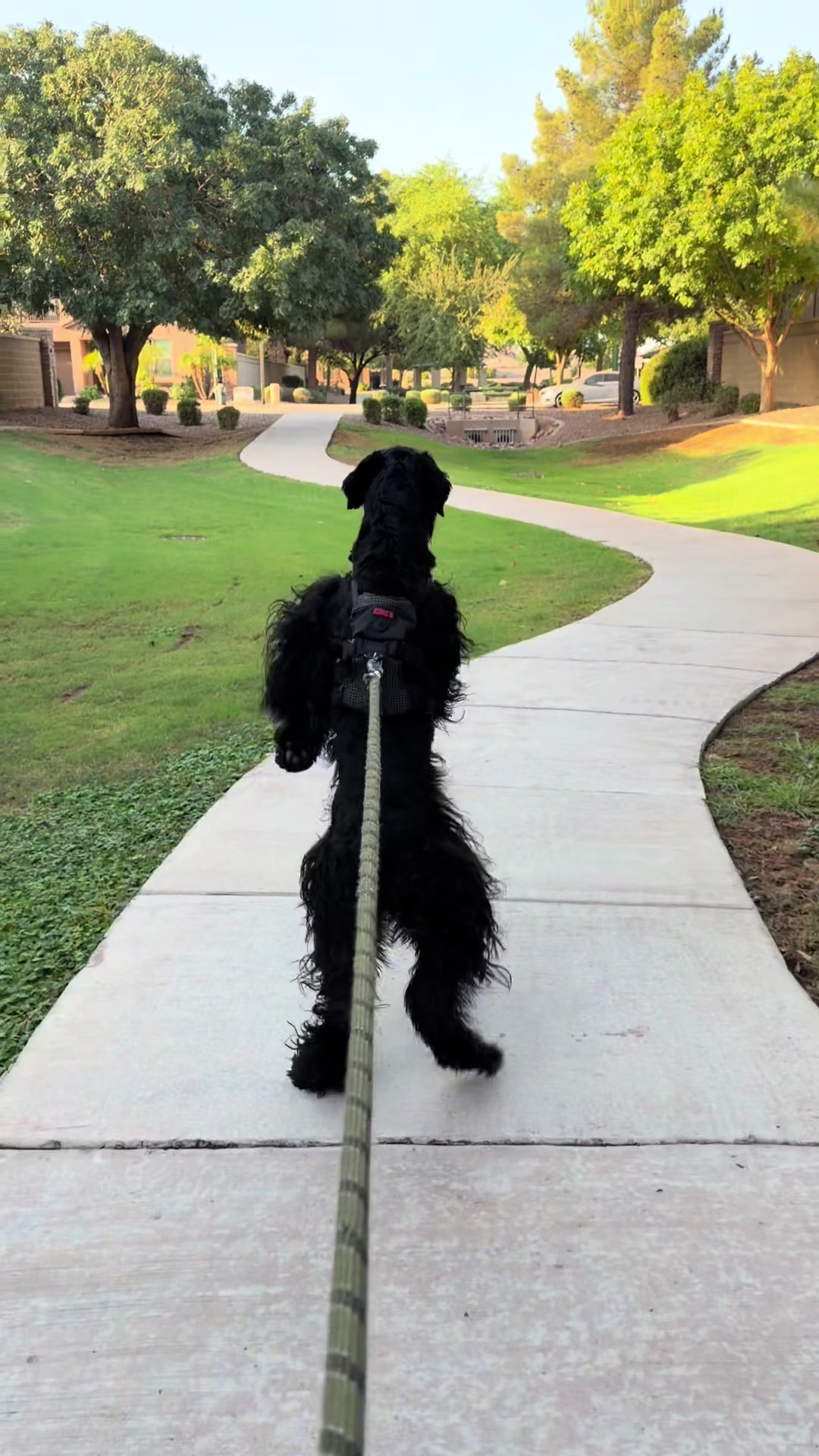 @Fiona Walks
