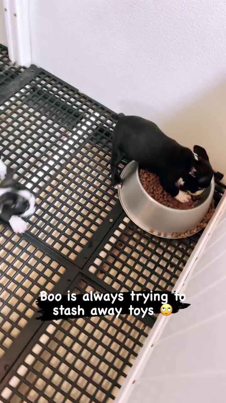 @Boston terrier puppies