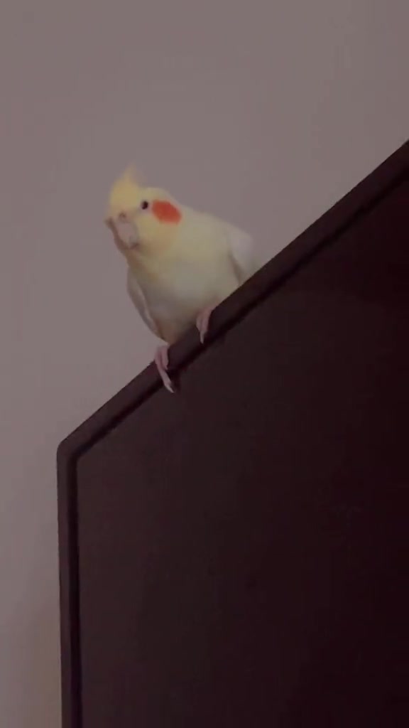 @Bixby the Budgie