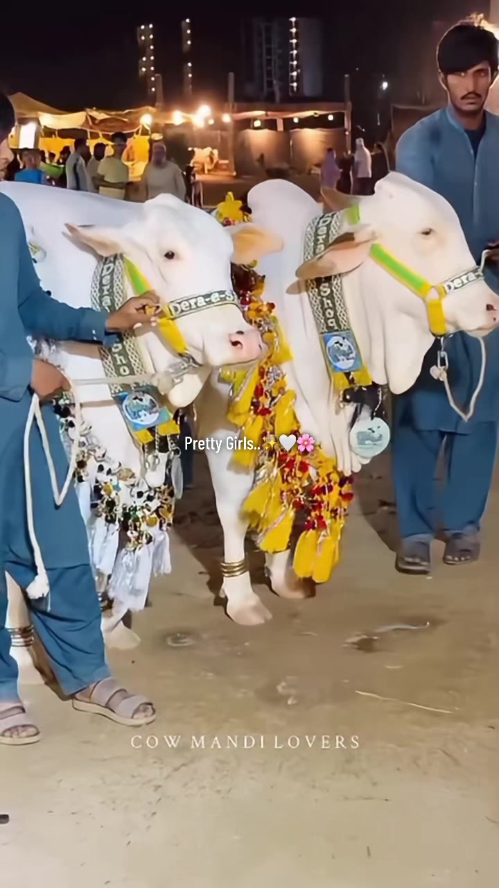 @S.A.(میمن)