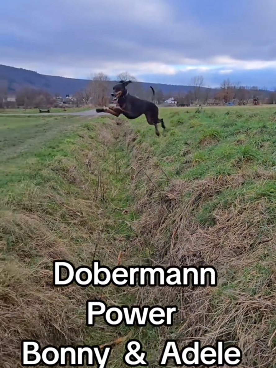 @dobermanndeutschland