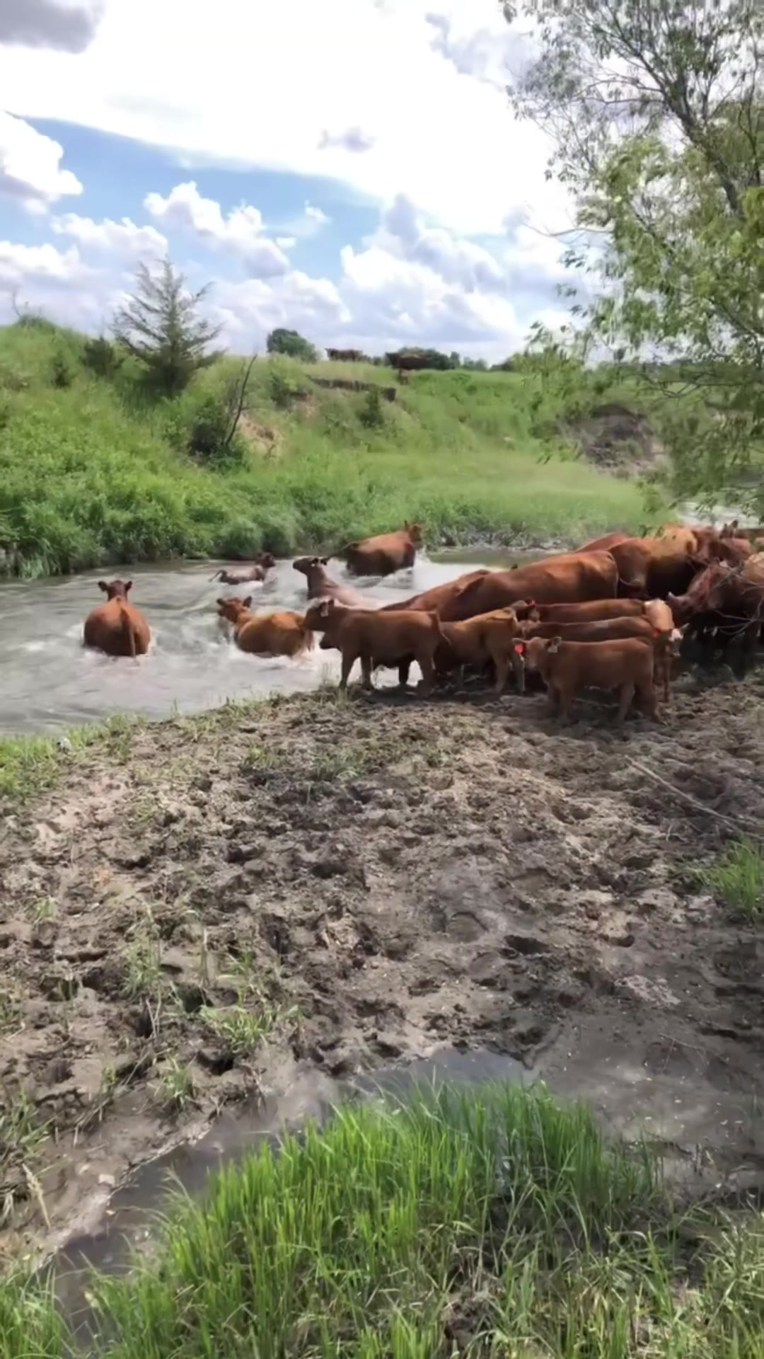 @Circle E Ranch Red Angus MN