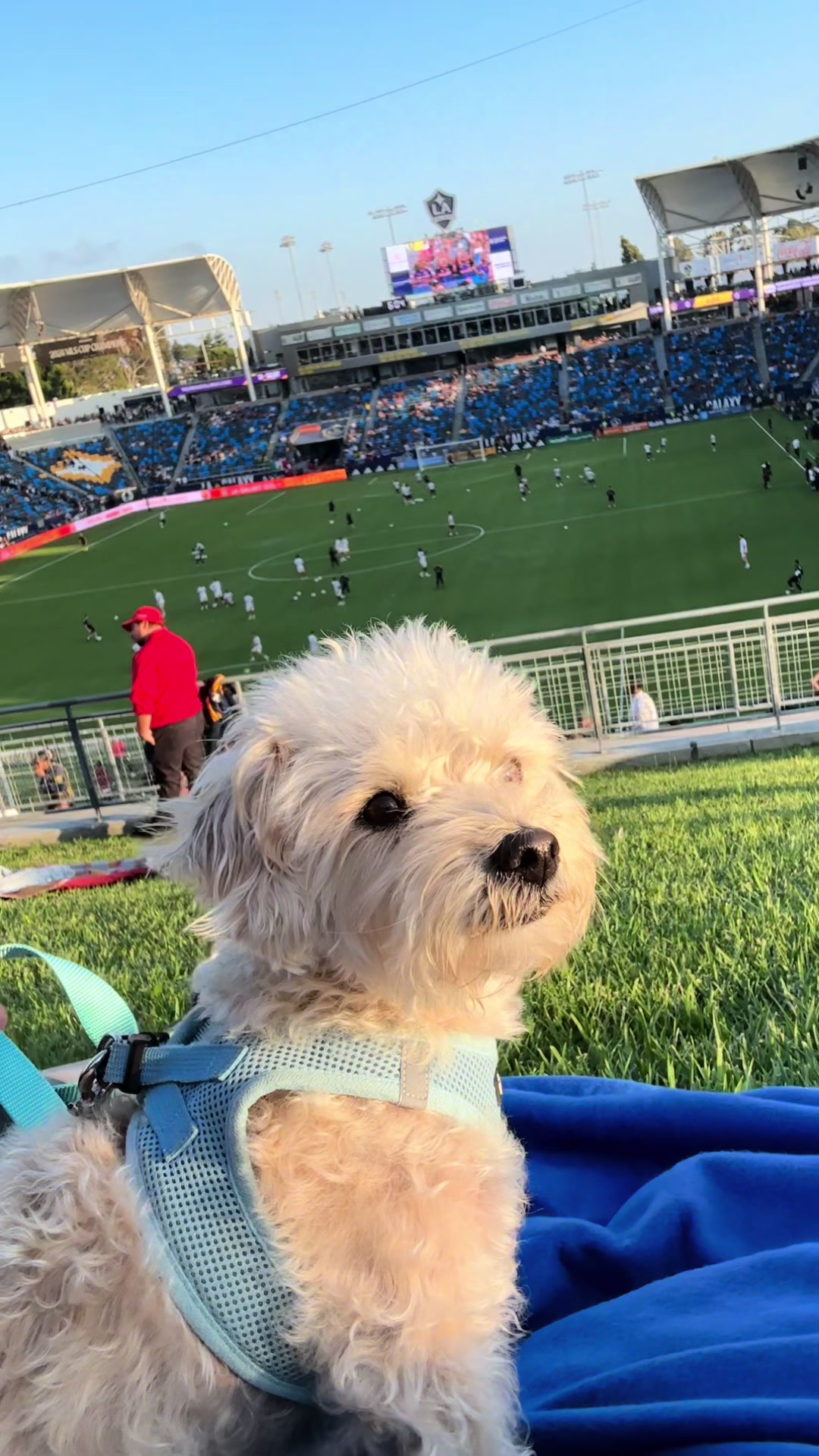 @He Was A PoodleBoi