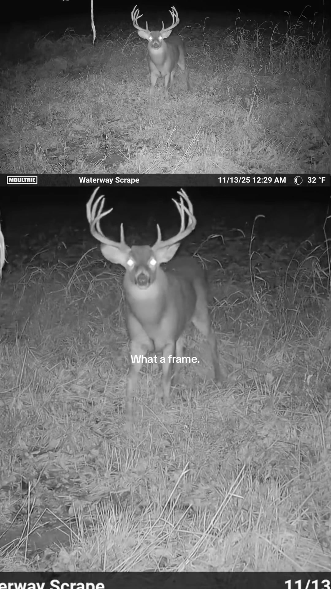 @Moultrie