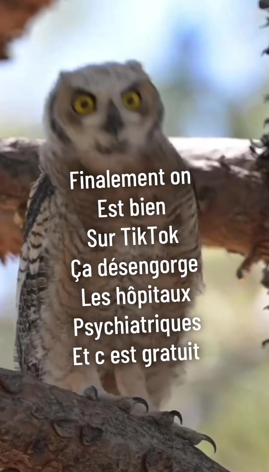 @hibou débrouillard