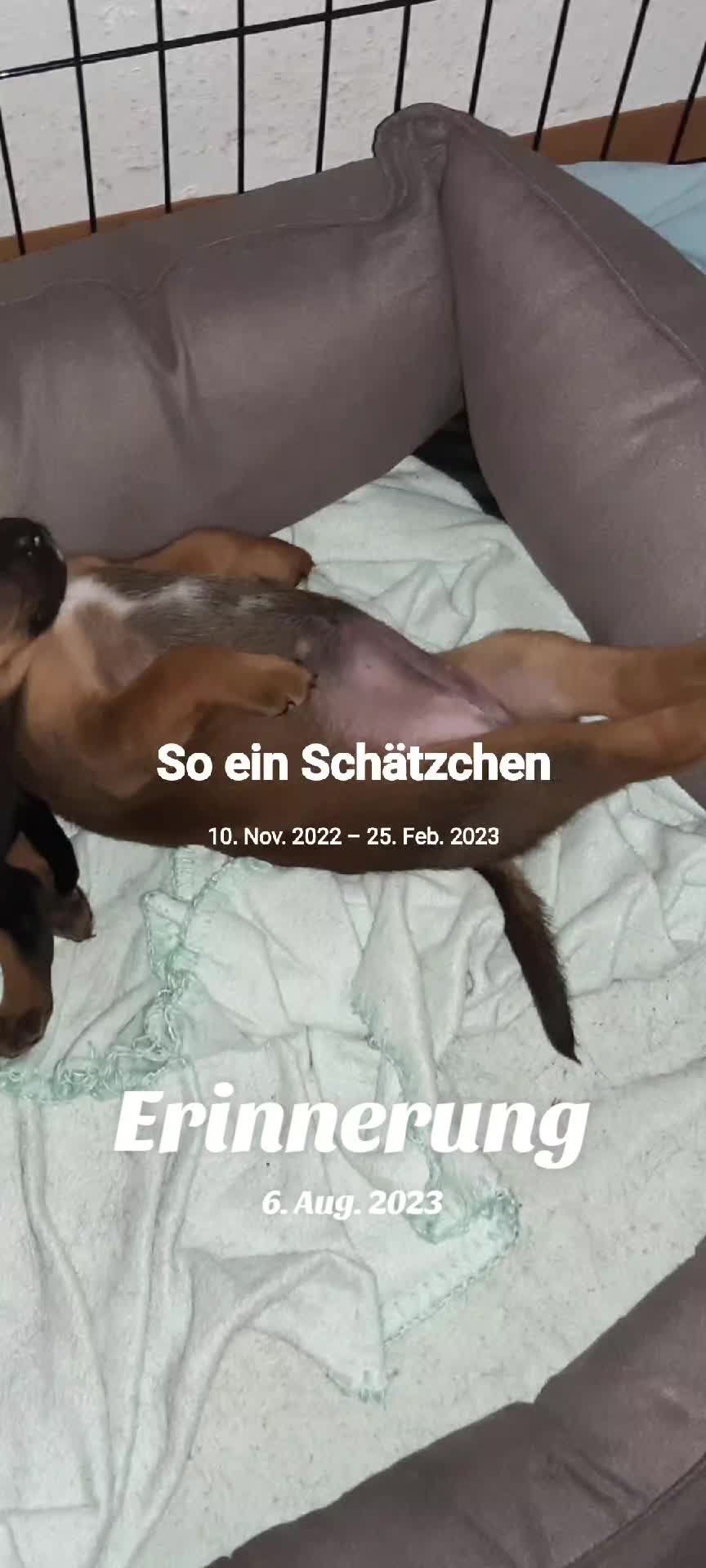 @freche_chaos🤪Team Angsthase🐇