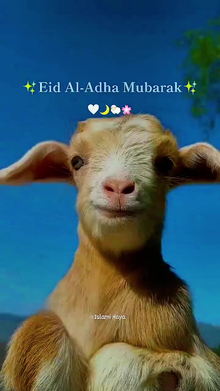 @ቱርካዊቷ~🇹🇷🫰