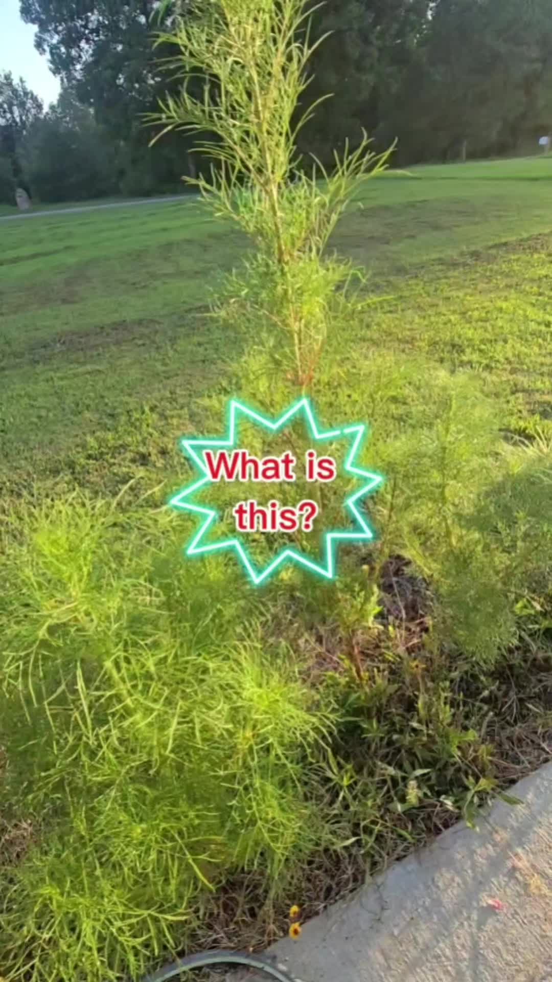 @TribFish