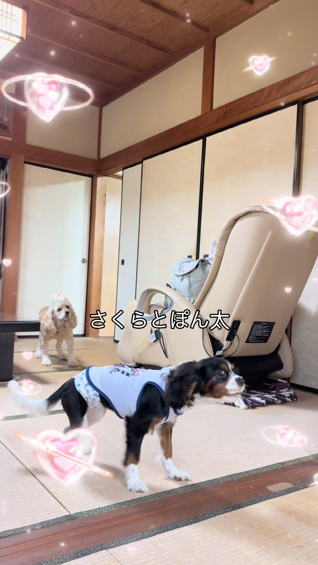 @じゃんけんぽん太🇬🇧🐶🇺🇸💎
