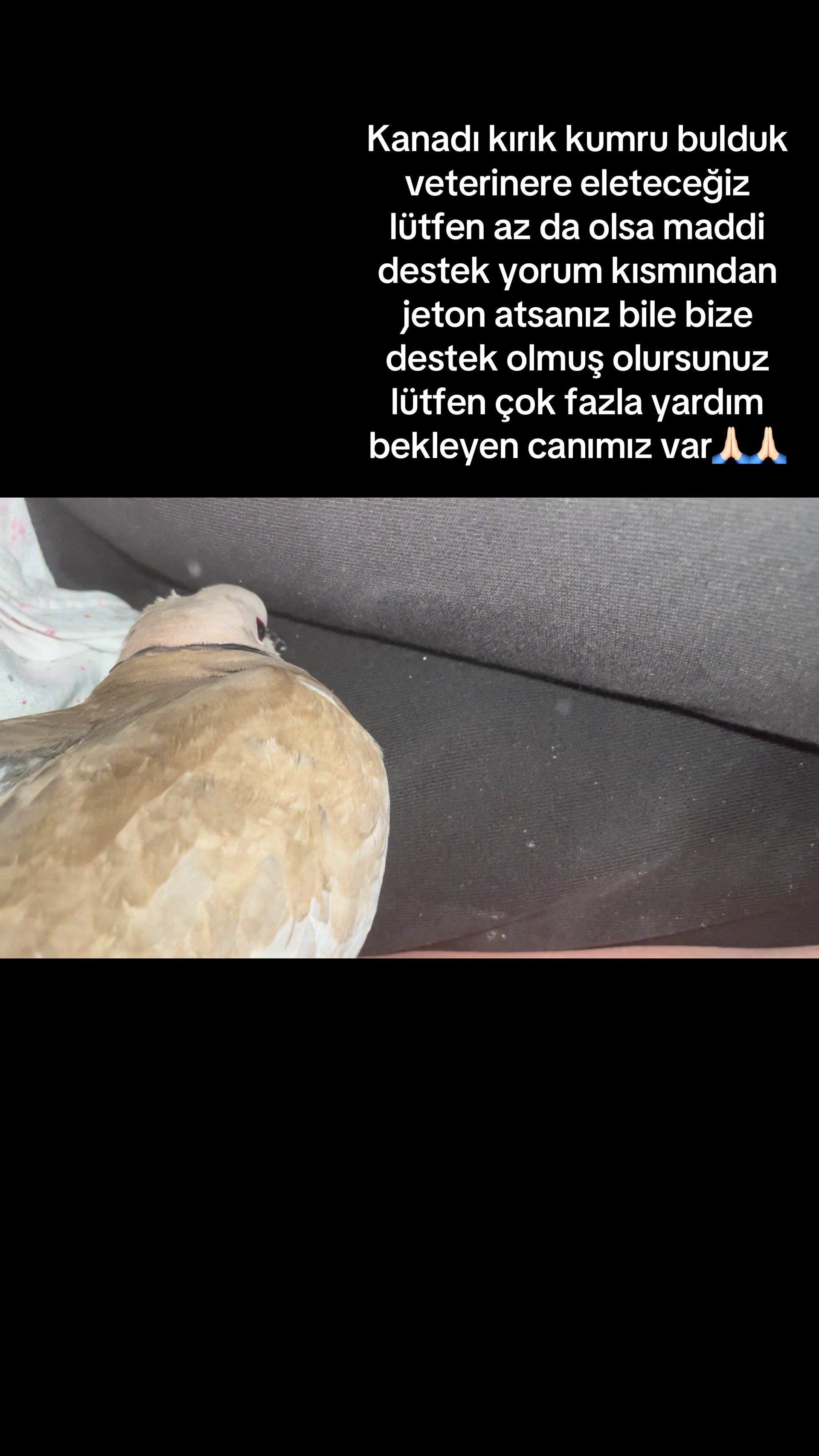 @kedidestekk00