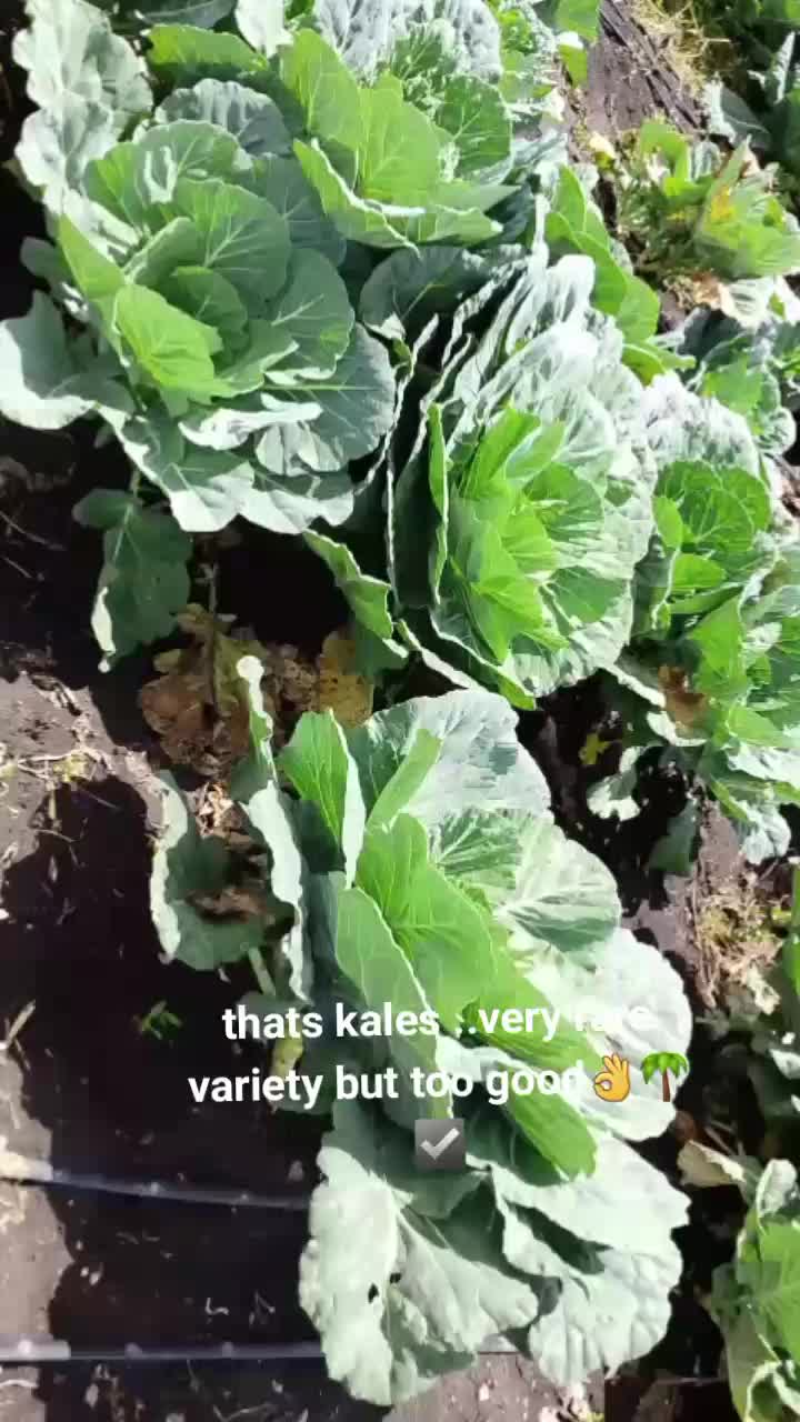 @issa farm📉