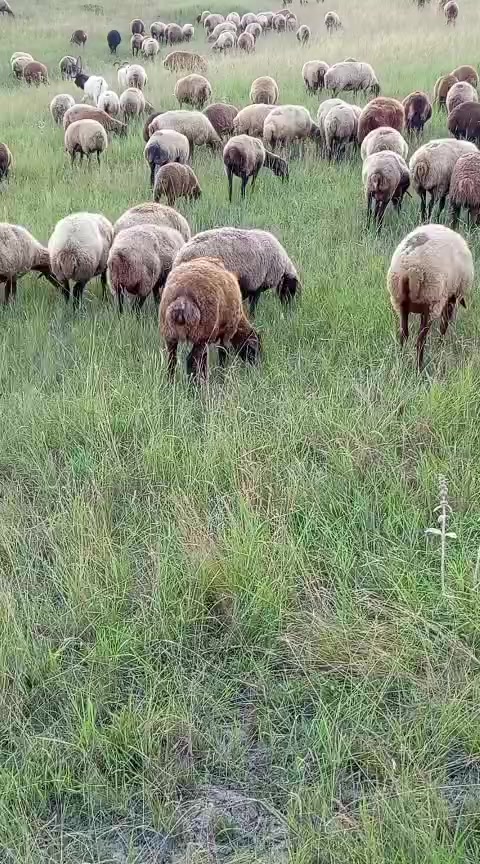 @Füzuli səfərov