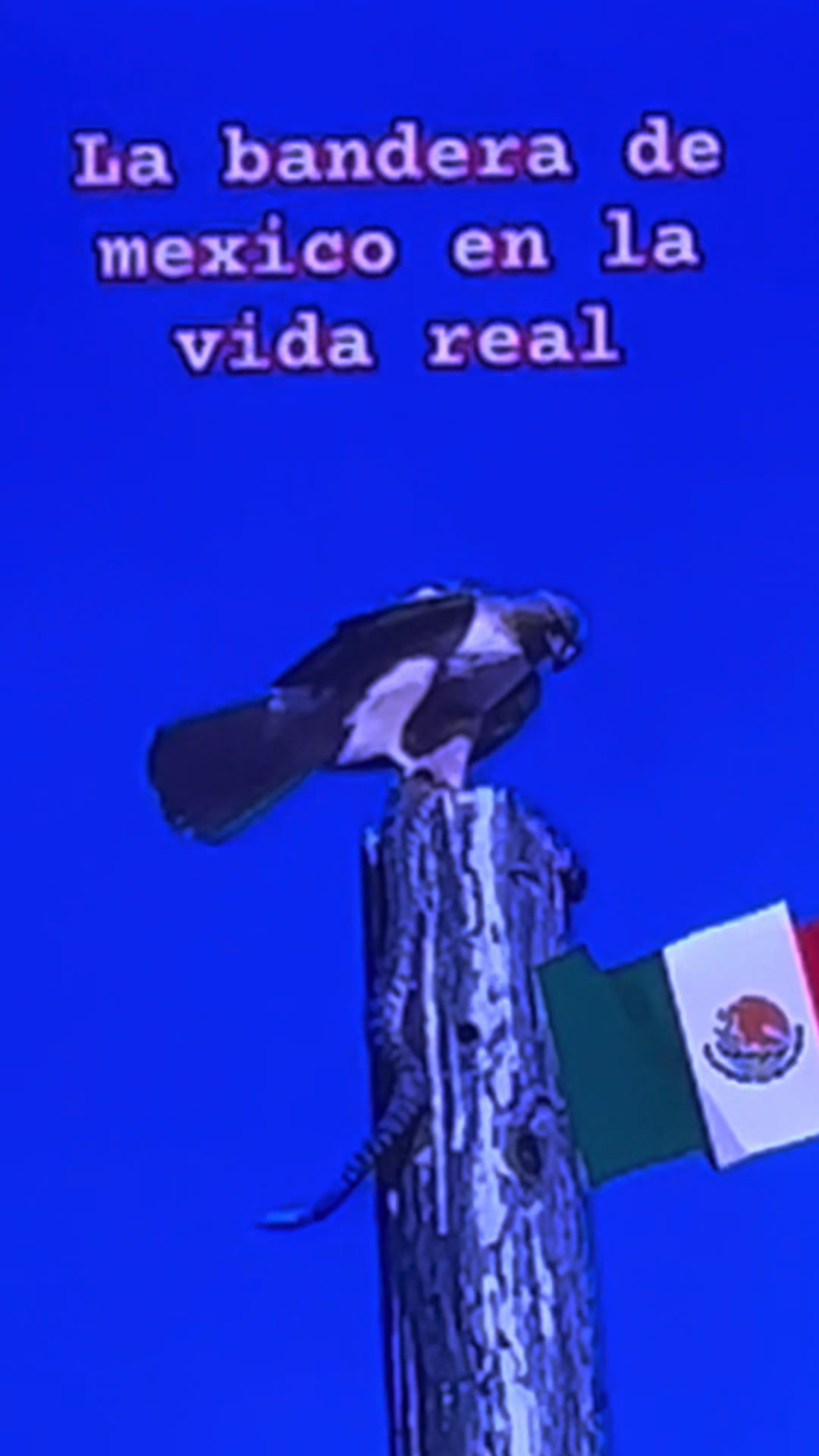@luzmedina