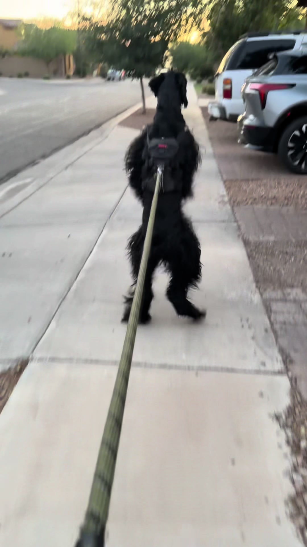 @Fiona Walks