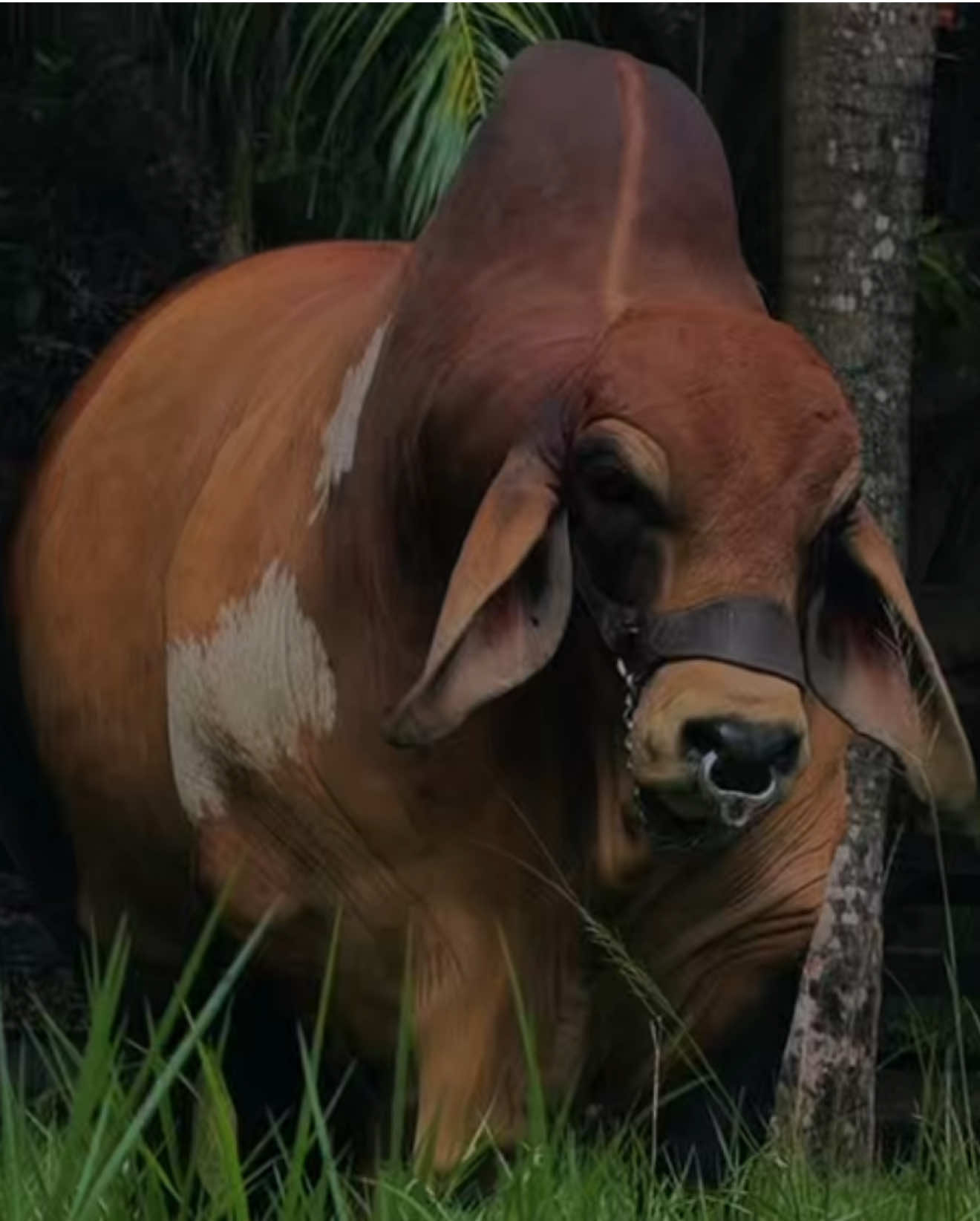 @San Juan de Bedouth