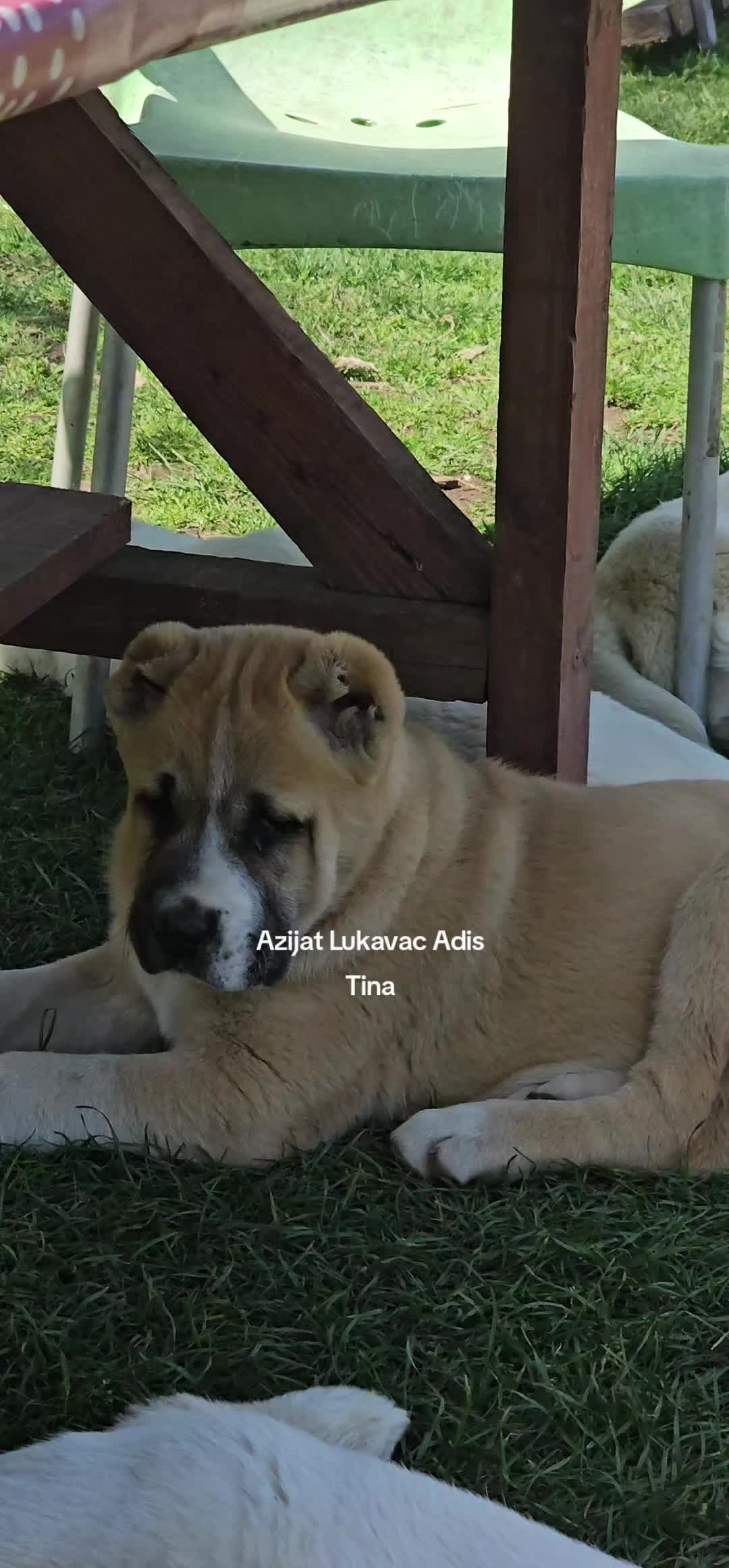 @Alabai Dogs Adis