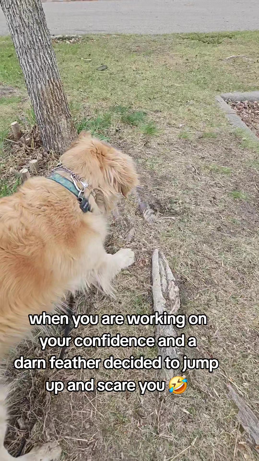@🐶Griffin