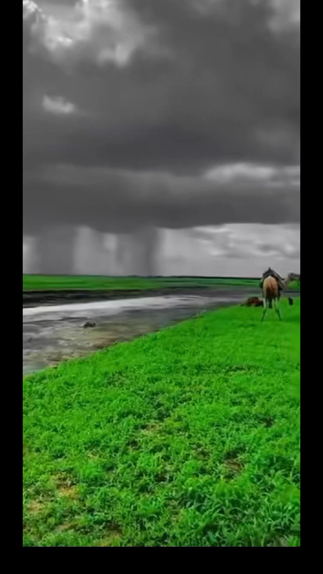 @🪶قلب 🫶 الغزال 🐎