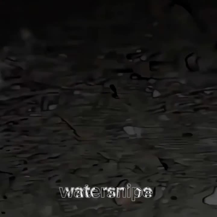 @watersnipe