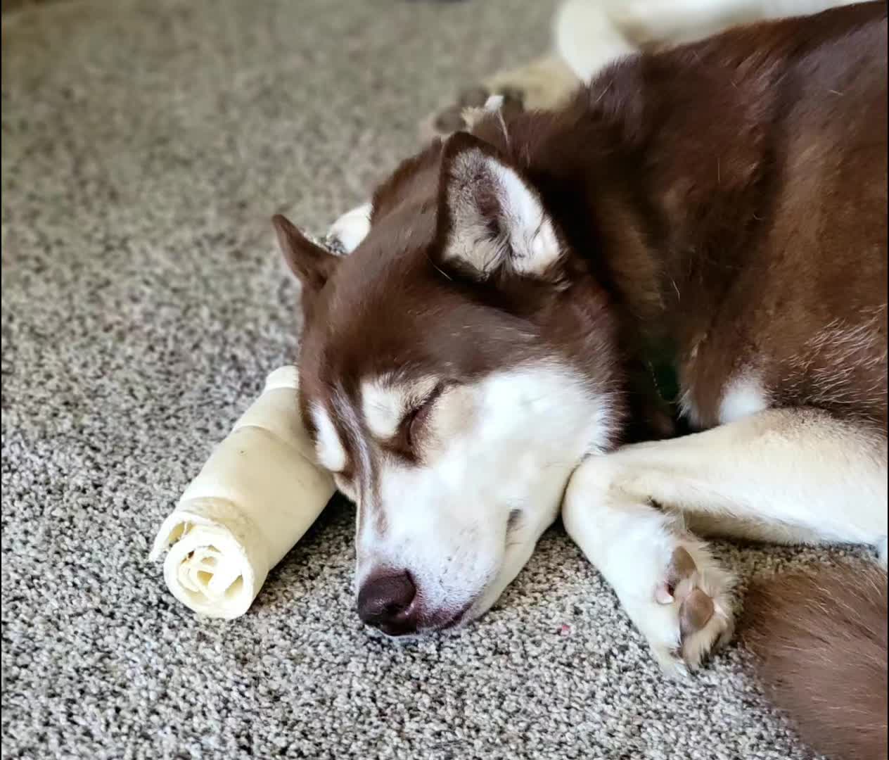 @Diane | Huskies-Jack & Jill