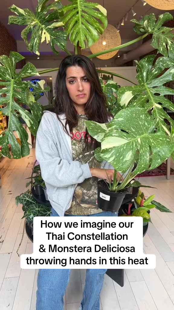 @Rootskc