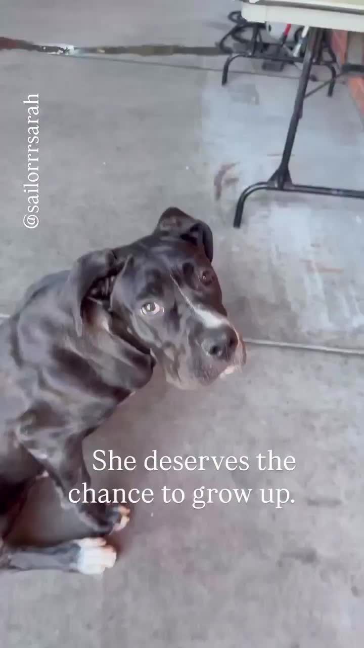 @Cane Corsos