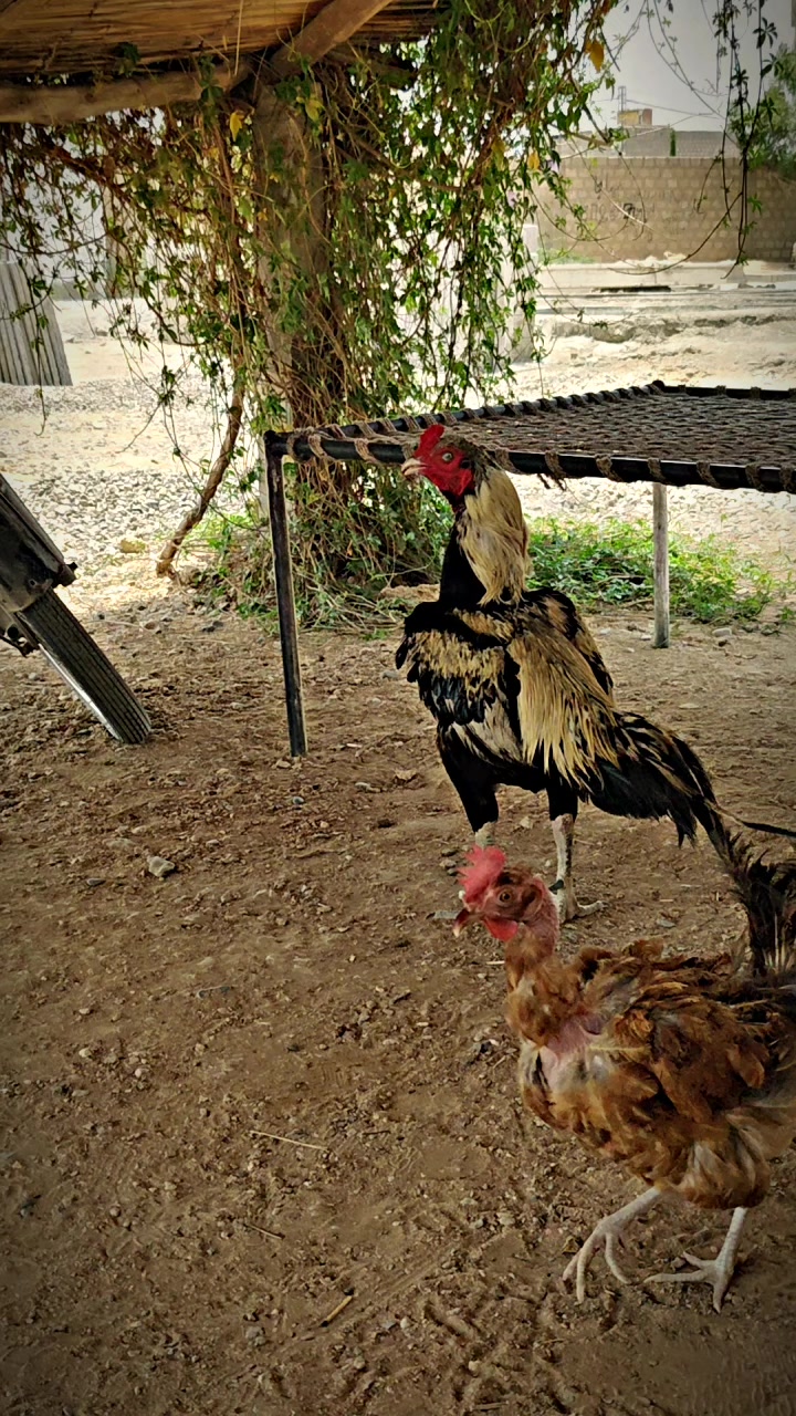 @꧁☬مرشد☬꧂