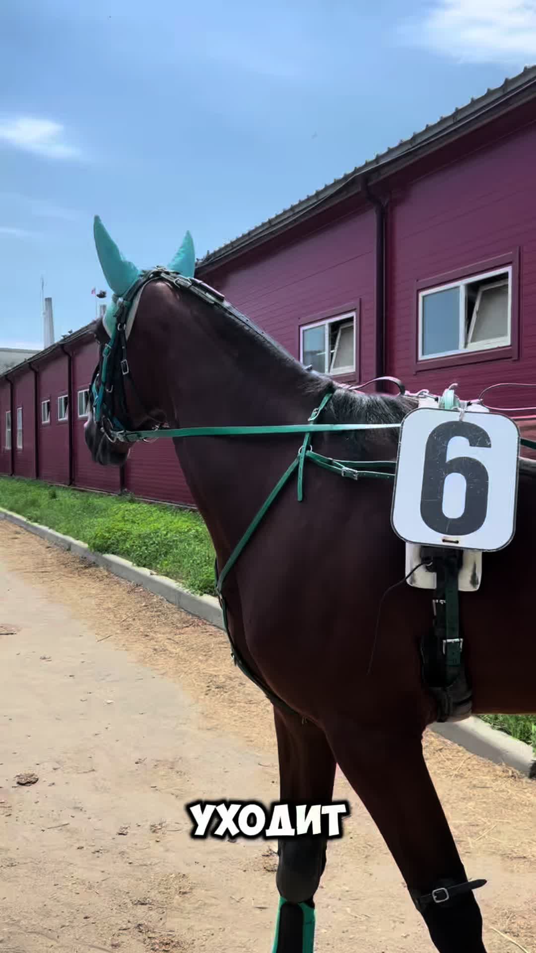 @ТГК: Sonya and the Trotters🐴