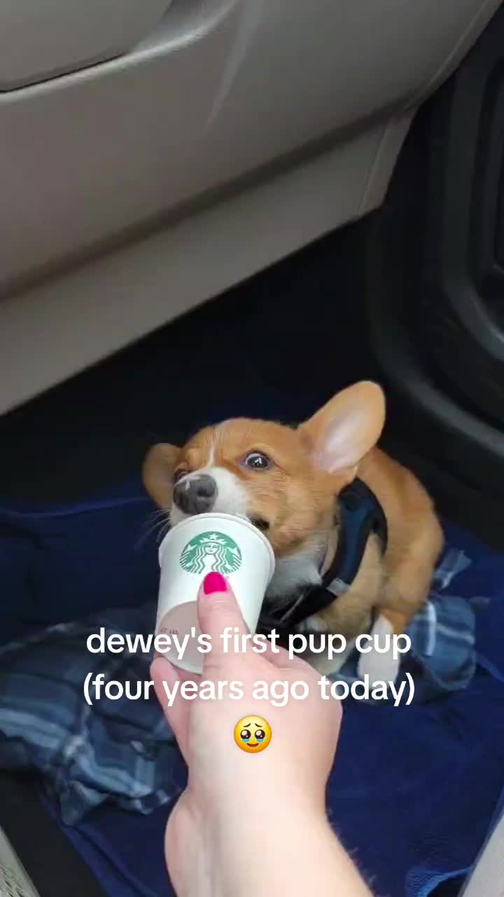 @Chelsea | Corgi Mom 🐾