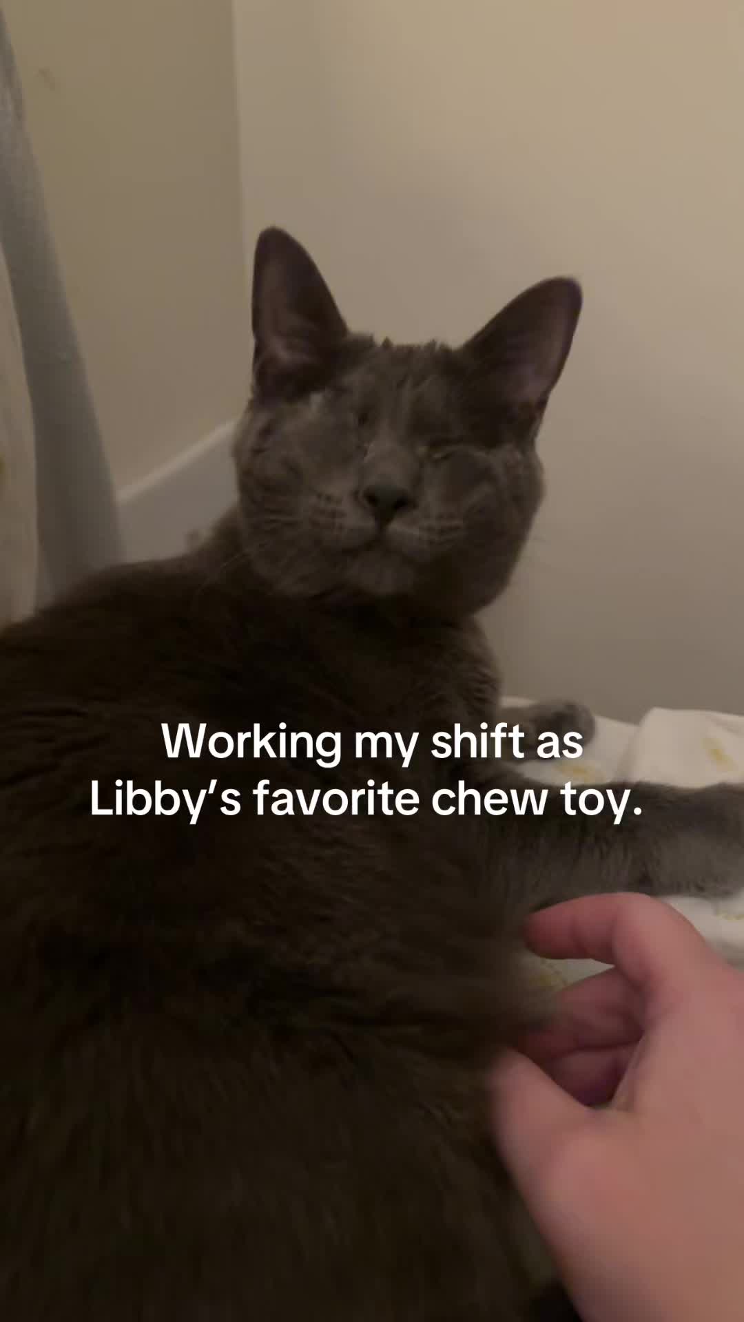 @my2blindcats