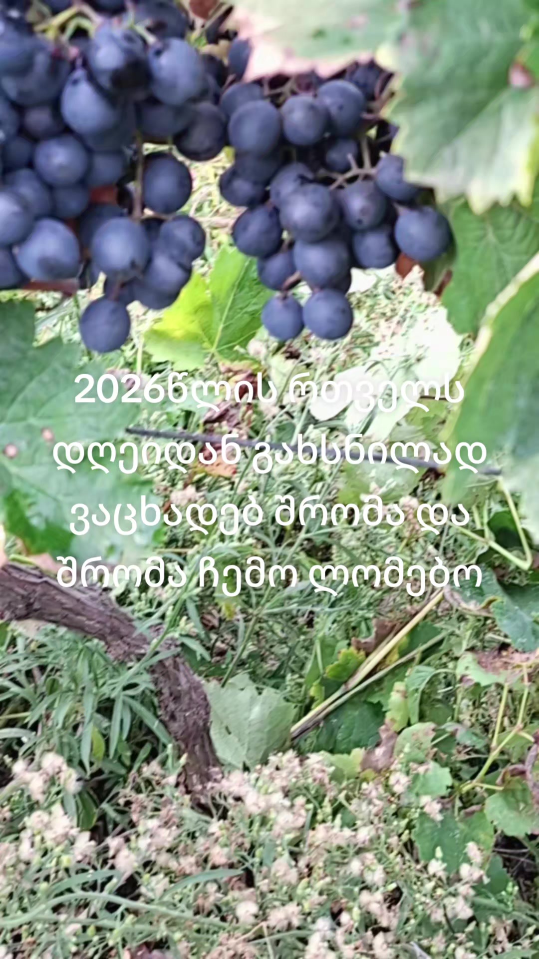 @მაკო