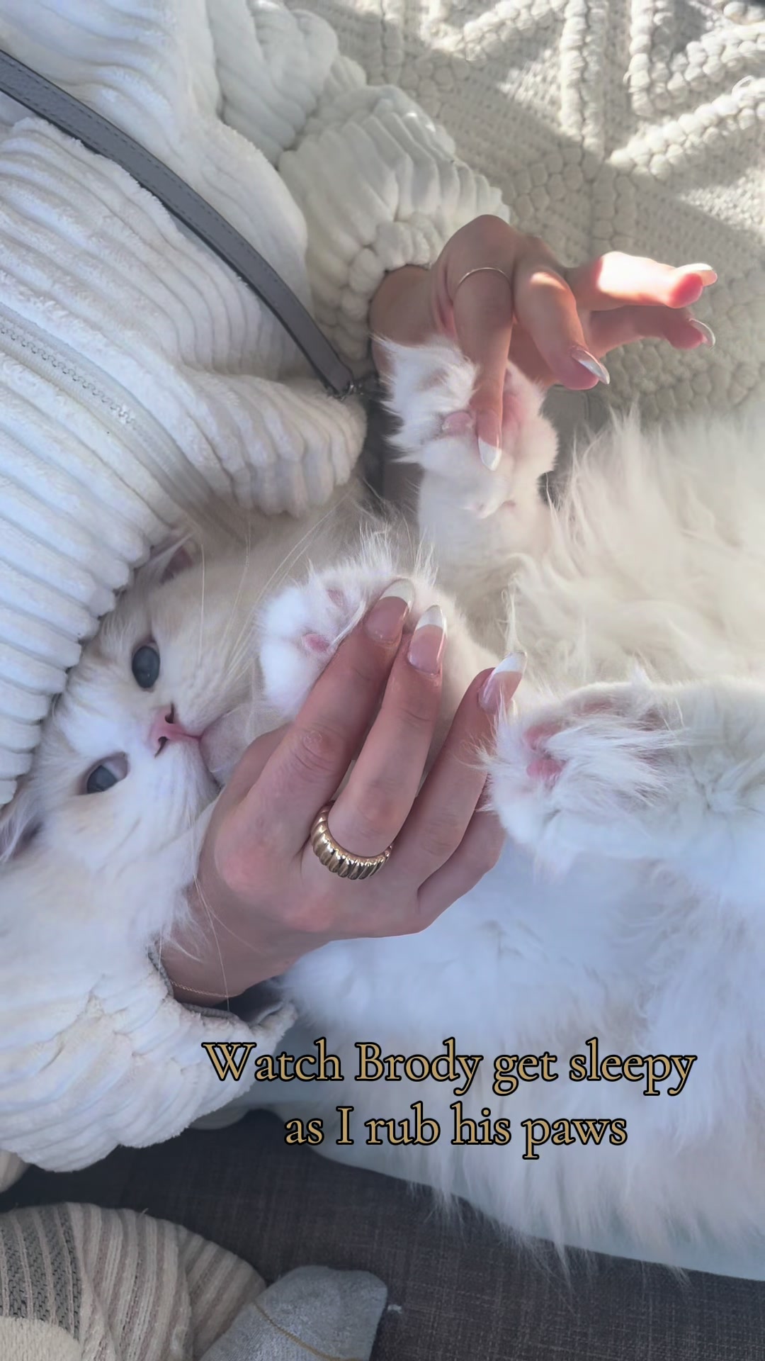 @Brody The Ragdoll Cat
