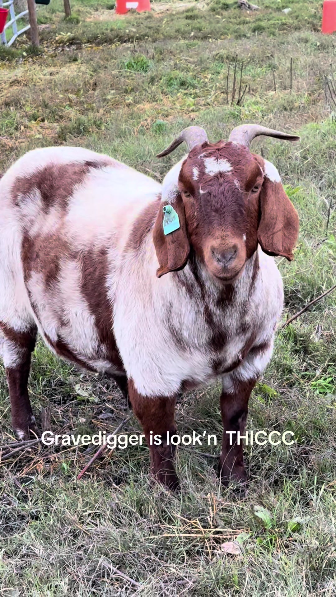 @Riverraisedboergoats