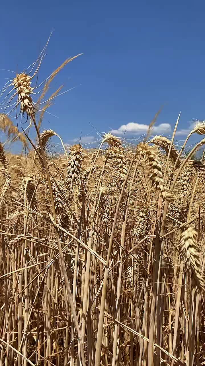 @mkilic01