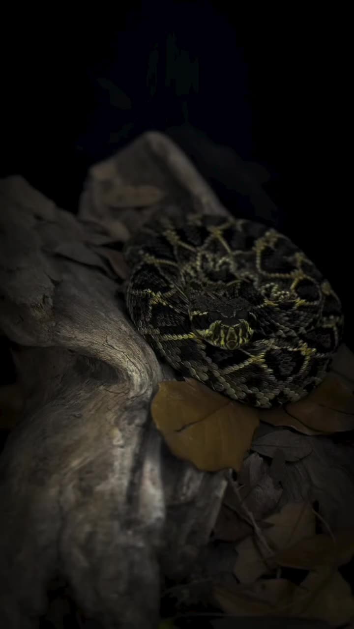 @SavageryReptiles