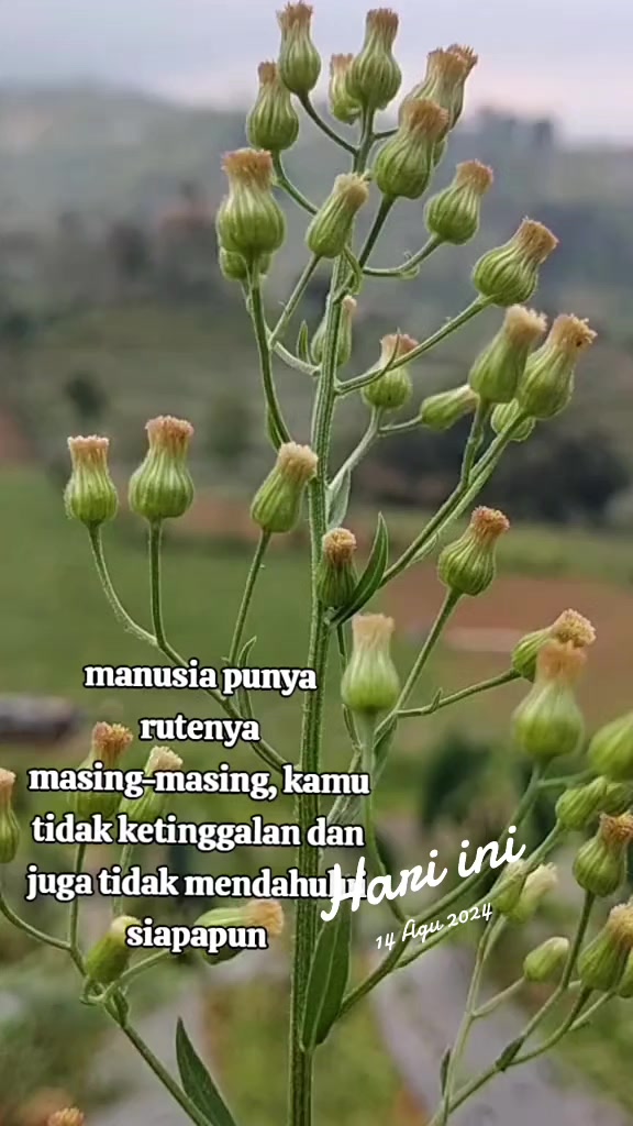 @Dilltan