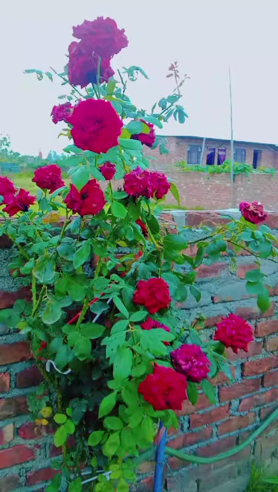 @pramod yadav