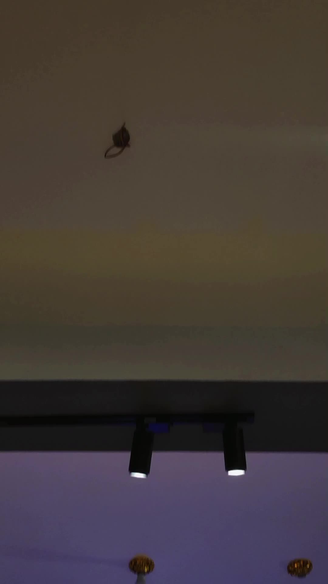 @Amita Maharjan (Dancer)