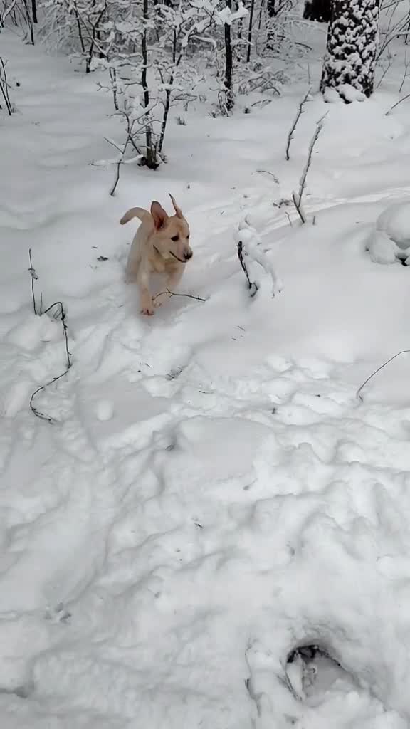 @Семья булочек